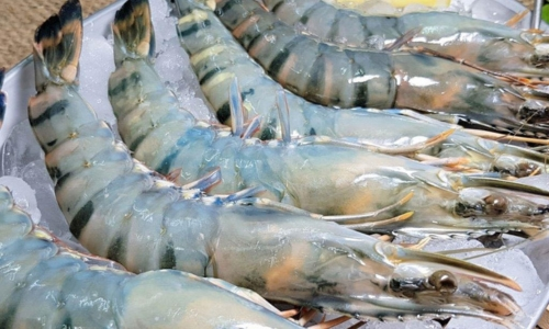 Fresh giant tiger prawns from seafood wholesale supplier in Kochi, India